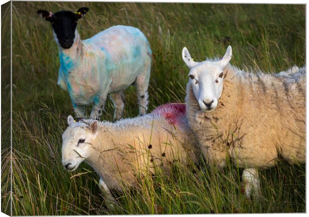 Paint daubed Welsh sheep Canvas Print by Leighton Collins