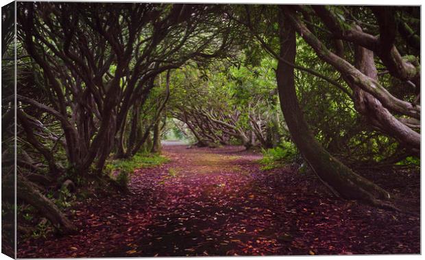 Rhododendron arched walkway Canvas Print by Leighton Collins