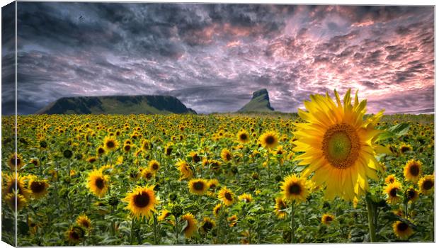 Sunflowers on the Gower peninsula Canvas Print by Leighton Collins