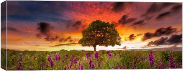 Foxgloves at sunset Canvas Print by Leighton Collins