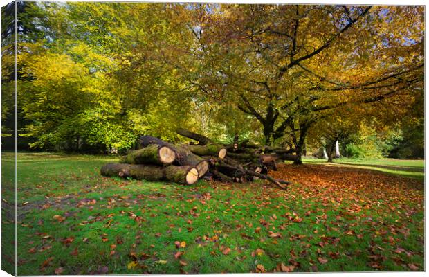 Autumn leaves and cut trees Canvas Print by Leighton Collins