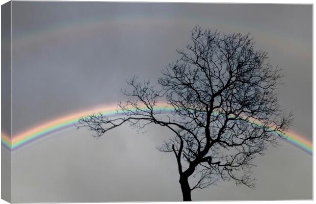 Bare tree and a double rainbow Canvas Print by Leighton Collins