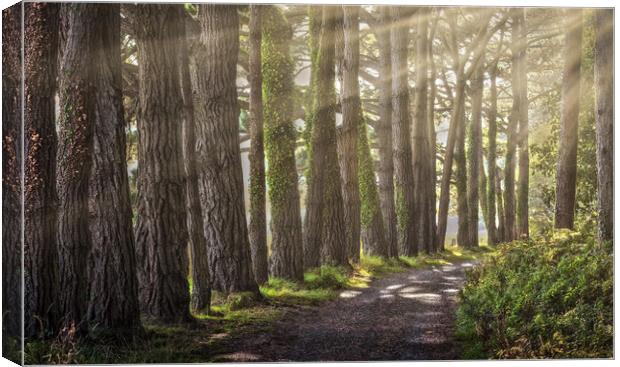 Tree lined path at Whiteford Canvas Print by Leighton Collins