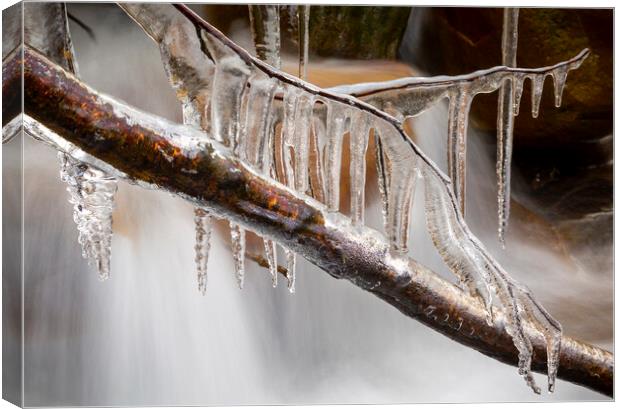 Icicles on a branch Canvas Print by Leighton Collins