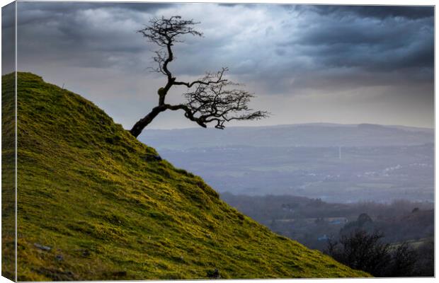A lone tree on the Black Mountain Canvas Print by Leighton Collins