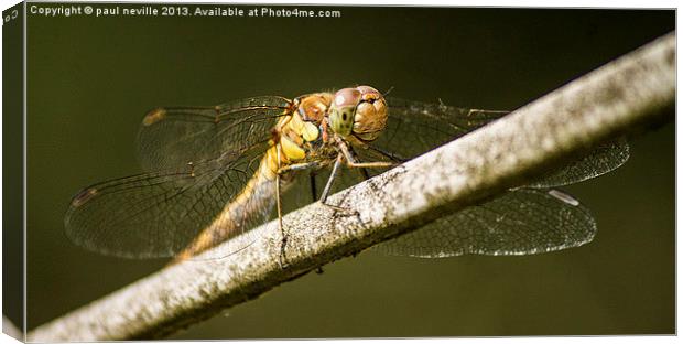 dragonfly Canvas Print by paul neville
