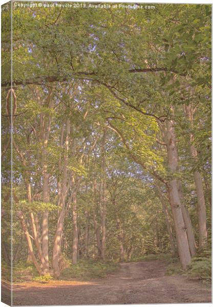 woodland walk Canvas Print by paul neville