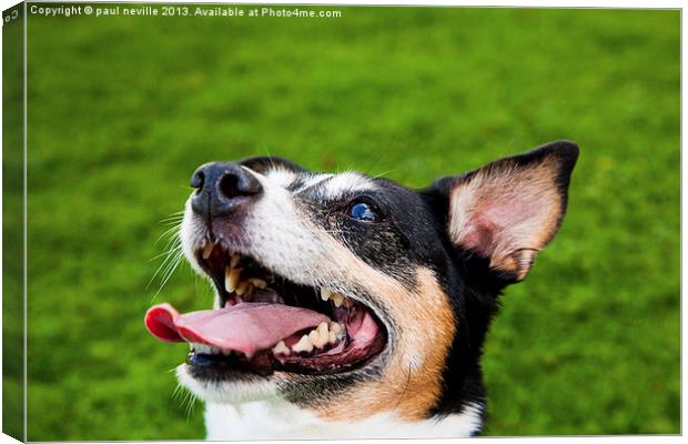 jack russell in colour Canvas Print by paul neville