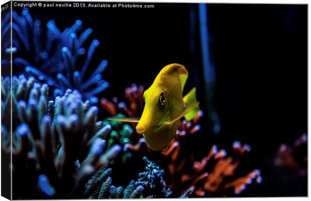 yellow tang Canvas Print by paul neville