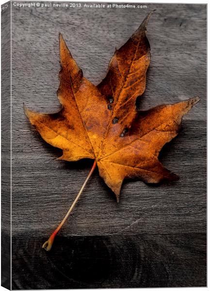 autumn leaf colour pop Canvas Print by paul neville