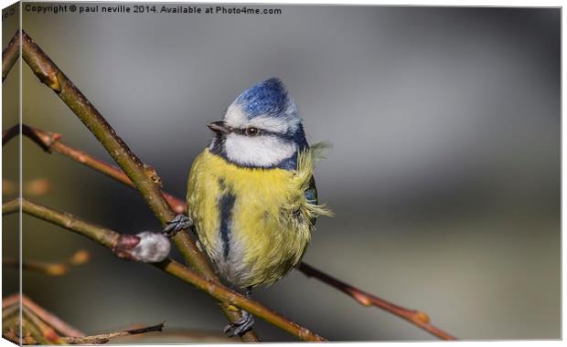 Bad hair day (blue tit) Canvas Print by paul neville