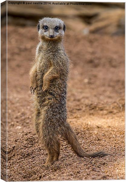 Smiling Meerkat Canvas Print by paul neville