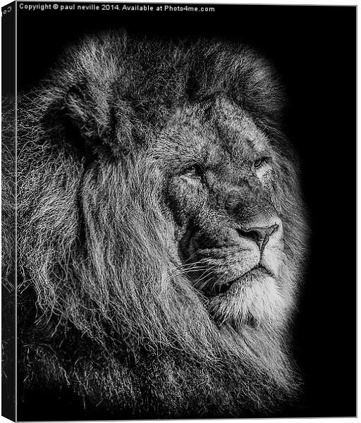 Male Lion Canvas Print by paul neville