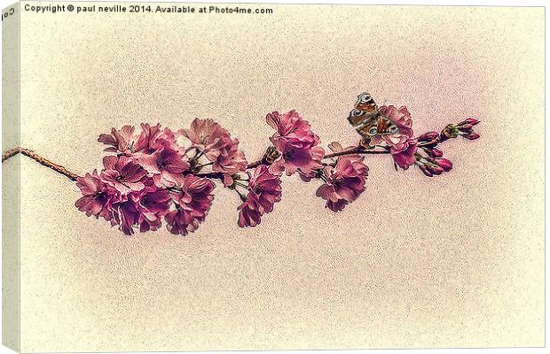 Cherry blossom Canvas Print by paul neville