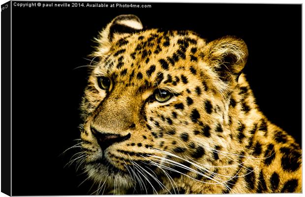 Amur Leopard Canvas Print by paul neville