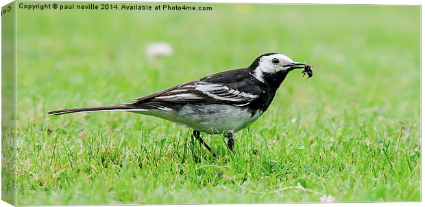 wagtail Canvas Print by paul neville