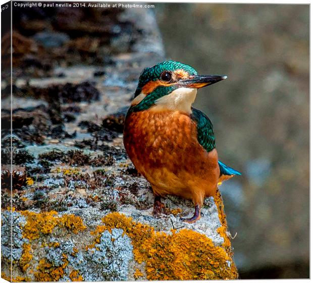 kingfisher Canvas Print by paul neville
