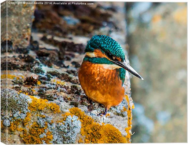 kingfisher Canvas Print by paul neville