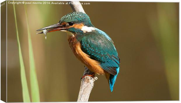  kingfisher with fish  Canvas Print by paul neville