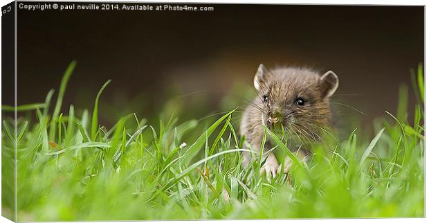  Hello Ratty Canvas Print by paul neville