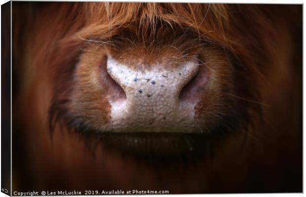 Majestic Highland Cow Staring into Your Soul Canvas Print by Les McLuckie