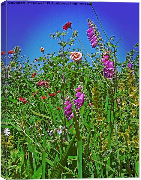 Hedgerow Flowers Canvas Print by Pete Moyes