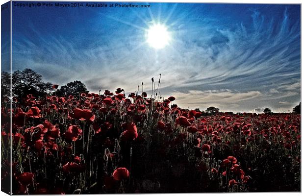 Afternoon in the poppy field Canvas Print by Pete Moyes