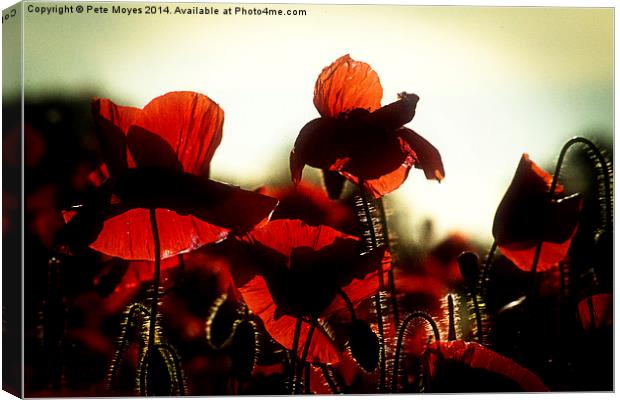 Evening Poppies Canvas Print by Pete Moyes