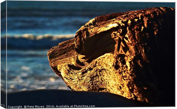 Driftwood Dog  Canvas Print by Pete Moyes