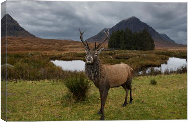 Glencoe Stag Canvas Print by jim wilson