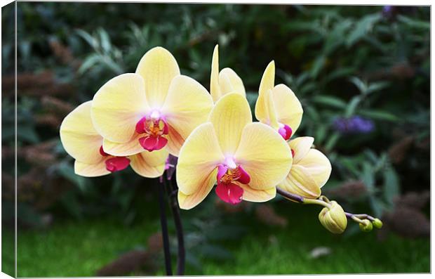 Yellow  Orchids Canvas Print by Frank Irwin