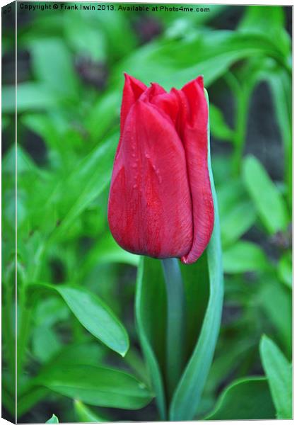 A colourful tulip Canvas Print by Frank Irwin