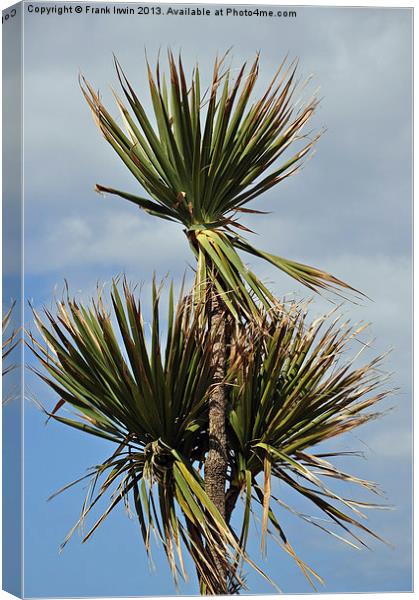 Decorative Palm Trees for promenades etc. Canvas Print by Frank Irwin