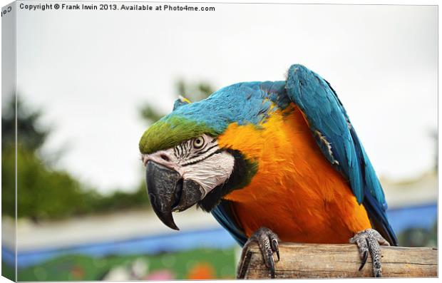 Beautiful Blue and gold Macaw Canvas Print by Frank Irwin