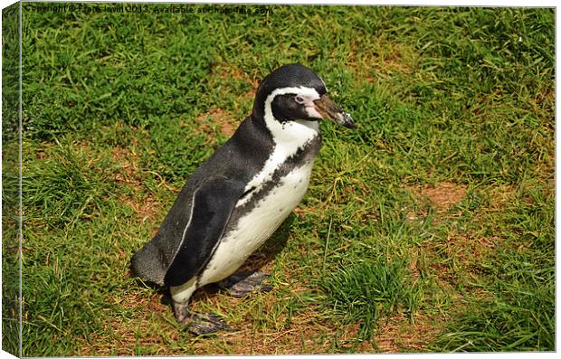 The Humboldt Penguin in captivity Canvas Print by Frank Irwin