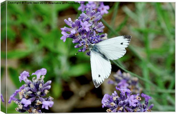 The ‘Grey veined white’ butterfly. Canvas Print by Frank Irwin