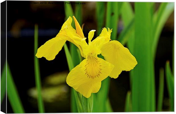 A flower of the Iris family in full bloom. Canvas Print by Frank Irwin