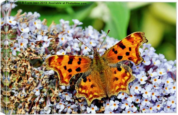 The beautiful Comma Butterfly Canvas Print by Frank Irwin