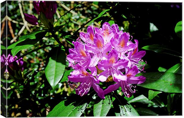 Rhododendron flower head Canvas Print by Frank Irwin