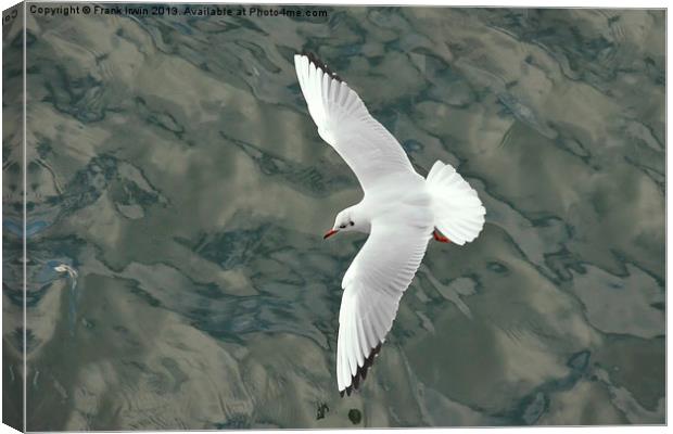 The Ring-billed Gull Canvas Print by Frank Irwin
