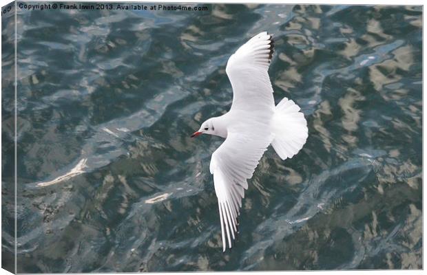The Ring-billed Gull Canvas Print by Frank Irwin