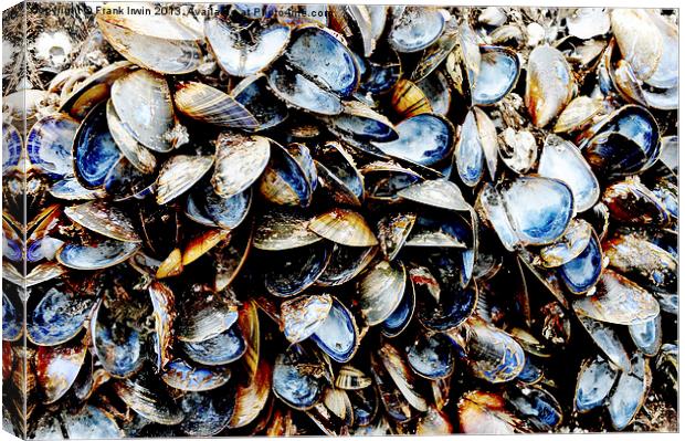 A host of empty Mussels Shells Canvas Print by Frank Irwin