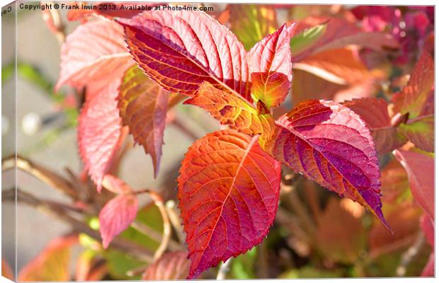 Autumnal leaf colours Canvas Print by Frank Irwin