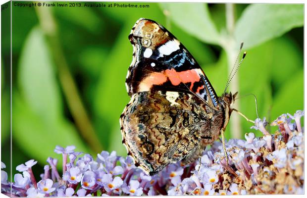 The beautiful Red Admiral butterfly Canvas Print by Frank Irwin