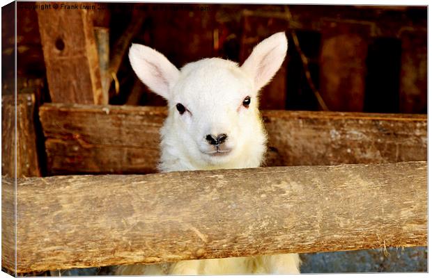 A New-born Baby Lamb Canvas Print by Frank Irwin