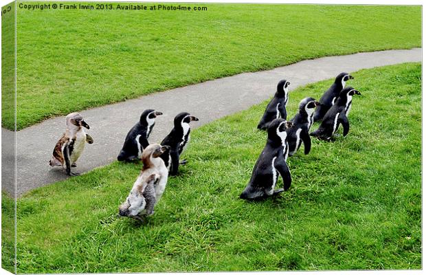 The Humboldt penguins off for a feed Canvas Print by Frank Irwin