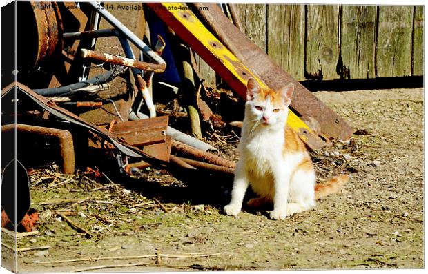 A farmyard feral cat. Canvas Print by Frank Irwin