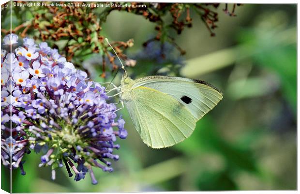 Green Veined White butterfly Canvas Print by Frank Irwin