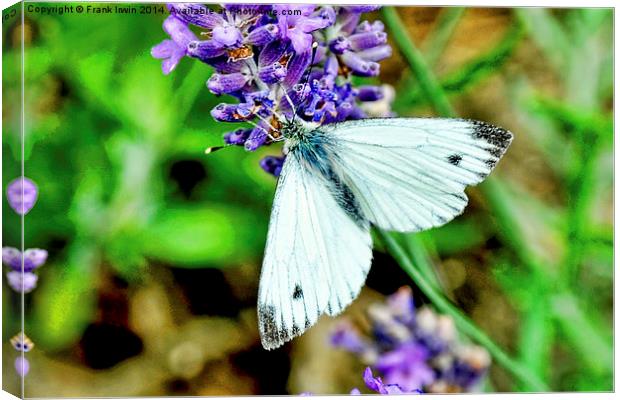 The small white butterfly Canvas Print by Frank Irwin