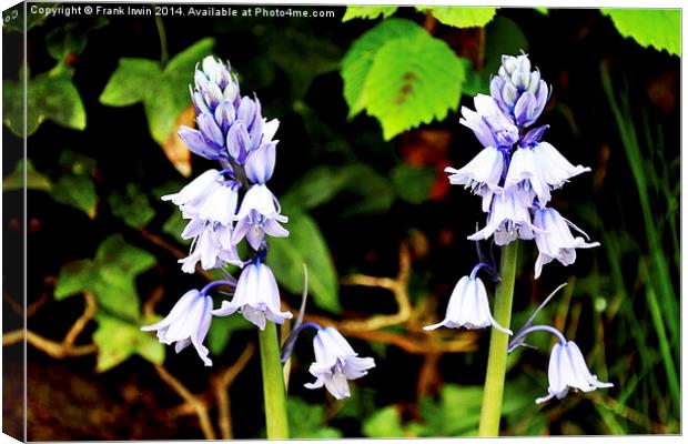 Bluebells in the wild Canvas Print by Frank Irwin